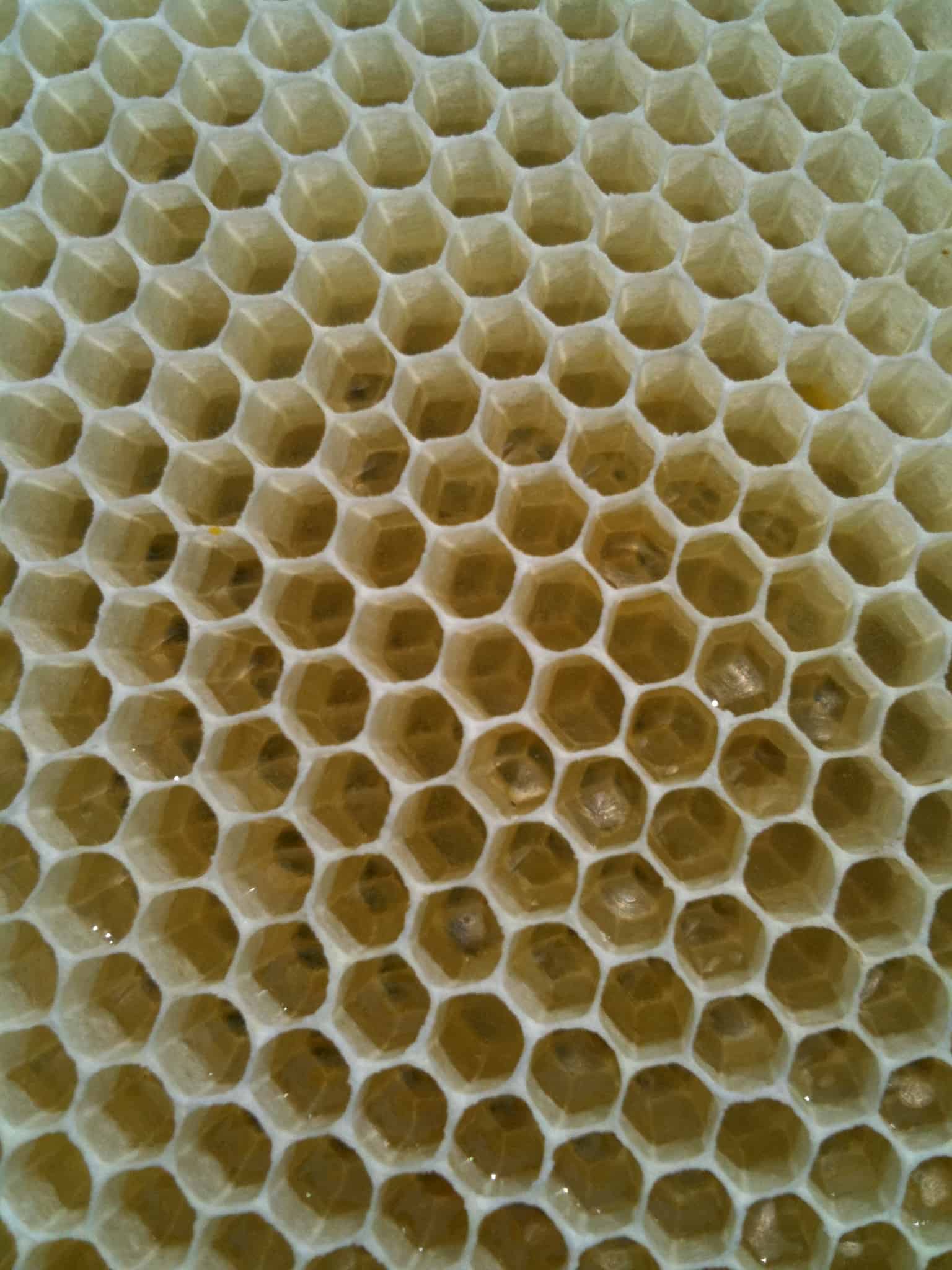 Nature’s Gold – Spring Honey