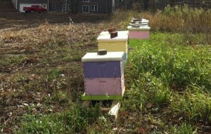 Apiary on a nice November afternoon. 
