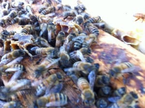 Our bees have built up very nicely this spring, despite the cool, rainy weather. 