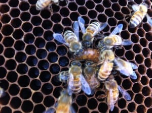 Worker bee "paramedics" trying to revive their injured queen. 