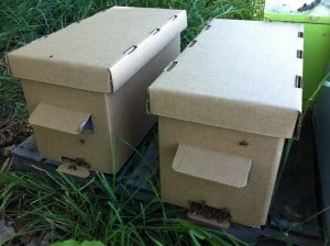 Our nucs include 5 frames of bees, a laying queen, all in a cardboard nuc box.