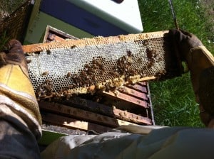 A partially capped frame of honey - the Creator's golden gift to anybody willing to sweat a little (and withstand a few bee stings.)  