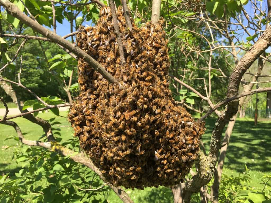A swarm temporarily bivouacs on a lilac shrub as scout bees roam the neighborhood looking for a place (e.g., a nice dark cavity) to set up house permanently. 