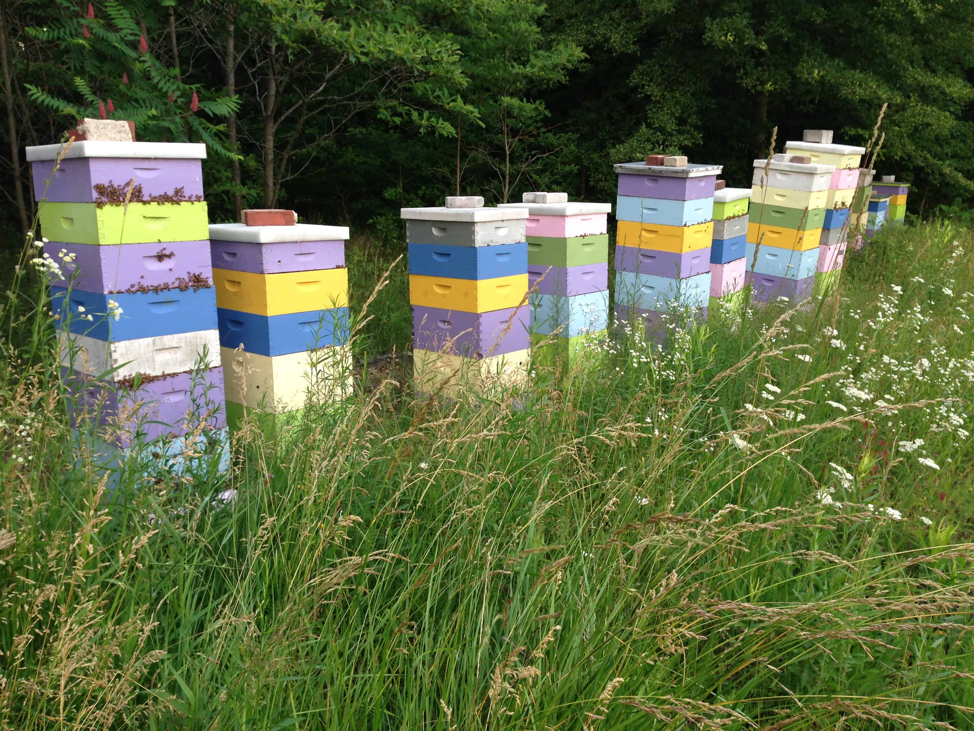 Super Crazy Bees!