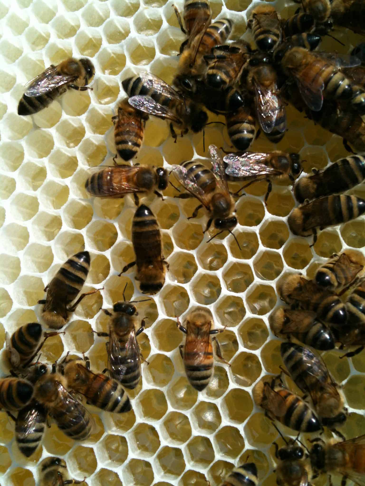 Tutorial (2): Scaling the Beekeeping Learning Curve
