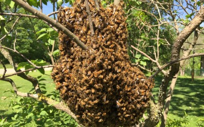 Why Bees Swarm