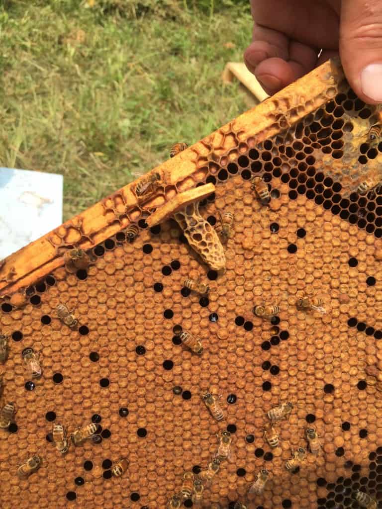 Small Scale Queen Rearing | Hudsonville Honey