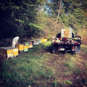 Feeding and treating bees