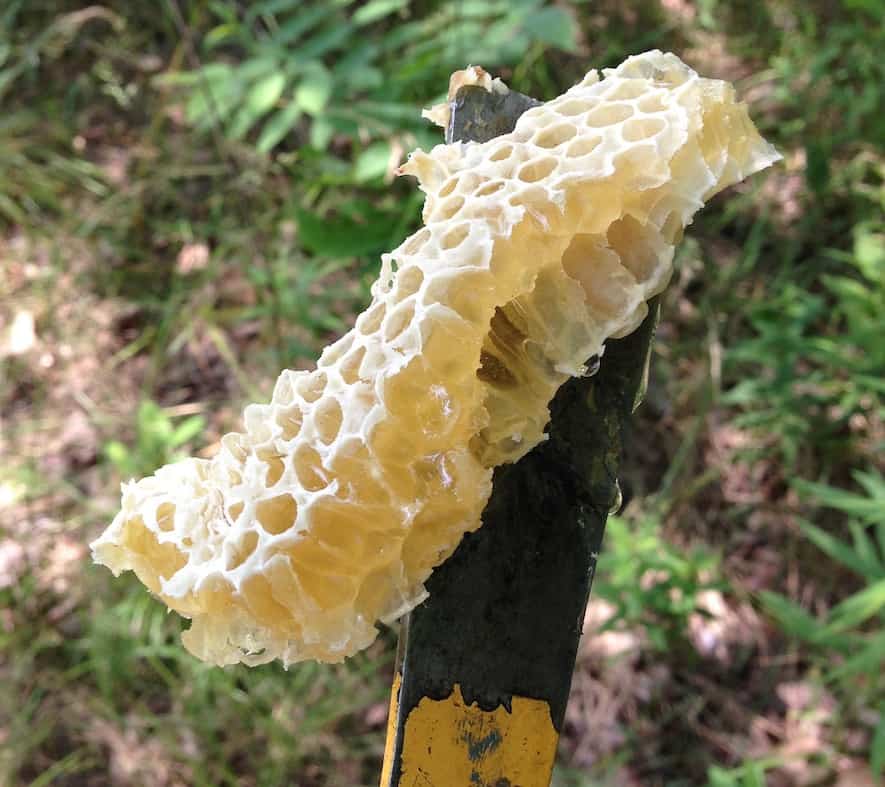 chunk of raw comb honey