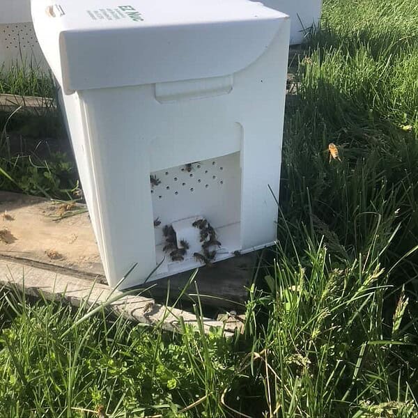 2026  5 frame nucs  -  Pickup in Nunica, MI