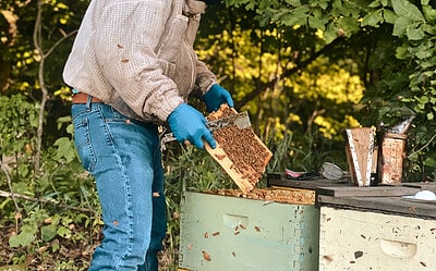 5 Compelling Reasons to Purchase Honey Directly from the Beekeeper