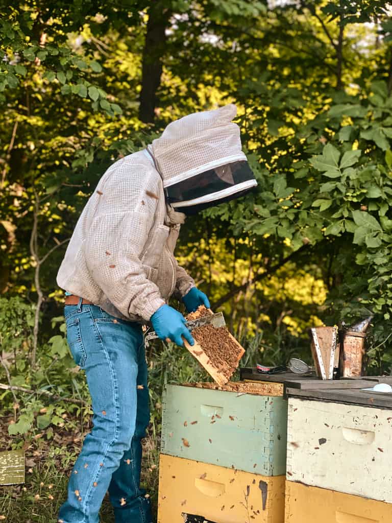 Beekeeper working bees. 