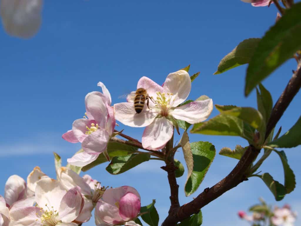 honey bee on a apple blossum. 